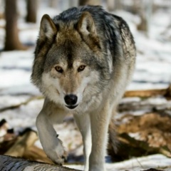 Игорь Гиря, Краснодар