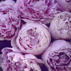 Костя Катя, 18.12.1989, Москва