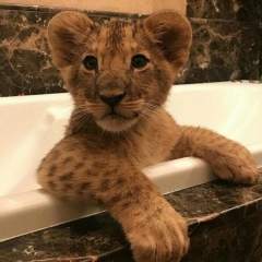 Sayan Shuakbaev, 19.06, Алматы