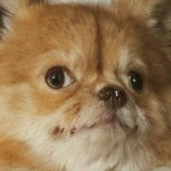 Даниэль Мокан, 24.12.1996, Мышкино