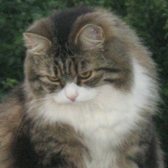 Елена Р., 24.11, Санкт-Петербург