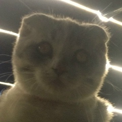 Алина Абасова, 25.05, Дербент