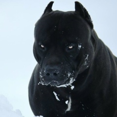 Антон Степанов, 07.12.1985, Чита