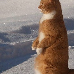 Вячеслав Семенов