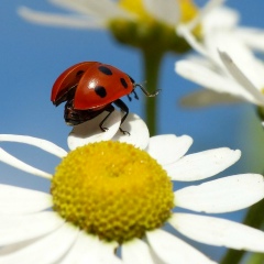 Роман Сын Сергея, Хотьково