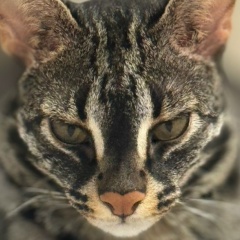 Тимур Бикчентаев, 20.01, Москва