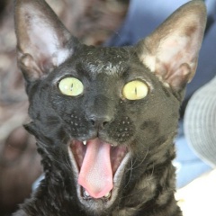 Макс Злодеянов, 23.12.1901