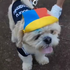Gustavo Quiconatico, 27.08, Goiânia