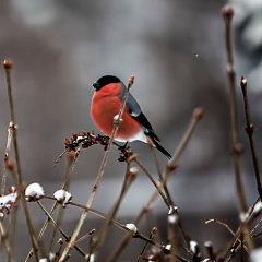 Татьяна Давыдовская, Санкт-Петербург