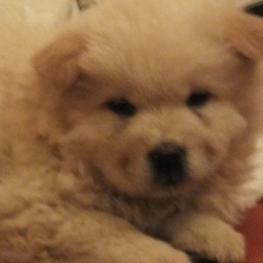 Константин Шуйсков, 15.10.1988, Санкт-Петербург