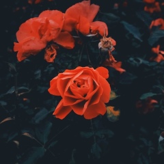 Арайлым Нысанбаева, Алматы