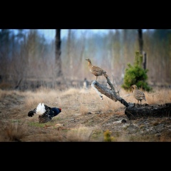 Али Сафоев, 02.04.1982, Санкт-Петербург