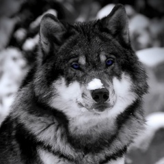 Рустам Кишмаев, 04.12, Красноуфимск