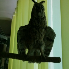 Дмитрий Богданов, 07.02.1985, Нижний Новгород