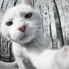 Олег Яш, 15.12, Москва