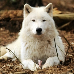 Aslan Bek, 20.07.1983