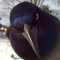 Олег Савраз, 28.03, Stanley