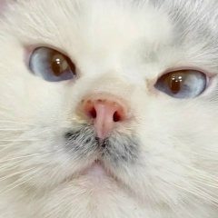 Rustam R, 11.06.1986, Нижневартовск