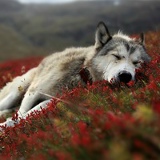 Indira Talgat, 16.02, Алматы