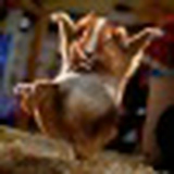 Игорь Луговский