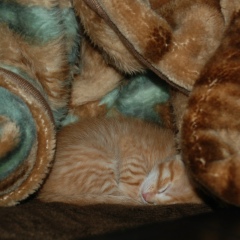 Лемур Lorian, 09.09.1920, Киев