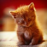 Екатерина Антипова, 24.11.1987, Новосибирск