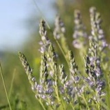 Алена Северинова, Ростов-на-Дону