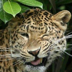 Сергей Крылов, 12.03