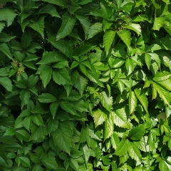 Гулечка Абдуллина, 24.03