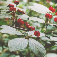 Мери Багдасарян, Ереван