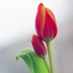 Мадина Суфиева, 22.03, Душанбе