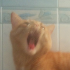 Сергей Попов, Тамбов