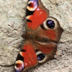 Валентина Ежова, 23.06, Санкт-Петербург