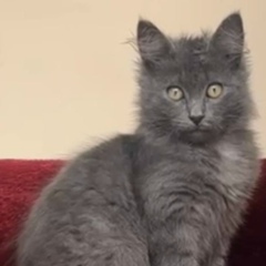 Мурат Джамалдинов, Нальчик