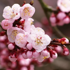 Румия Сахипова, 21.11