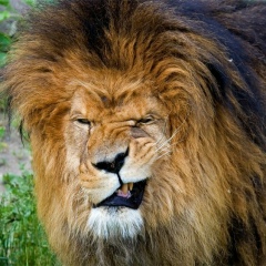 Хасан Хасанов, 01.01.1901, Грозный