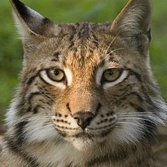 Виталий Салахмир