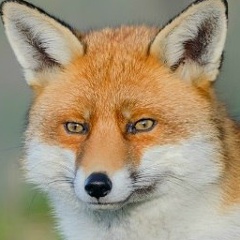 Надежда Лис, Тверь