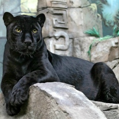 Алла Нехороших, 18.05.1972, Златоуст