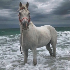 Наиль Мустафаев, Ставрополь