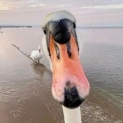 Серёжа Петров, 14.12.1954, Калининград