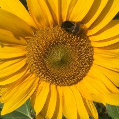 Елена Дульчевская, 10.11, Москва