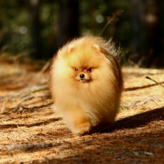 Анна Захаревич, 16.09.1986, Санкт-Петербург