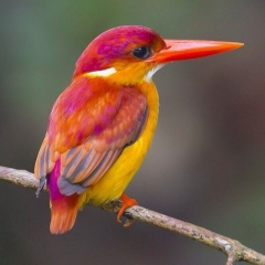 Надежда Пигилёва, 20.05, Санкт-Петербург