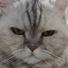 Sofia Cat, 27.12, Санкт-Петербург