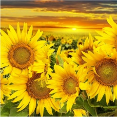 Ярослав Жестовский, Кропоткин