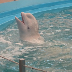 Викуля Лапа, Одесса