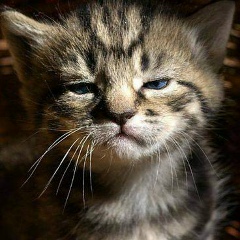 Владимир Лобов, 03.06.1979, Санкт-Петербург