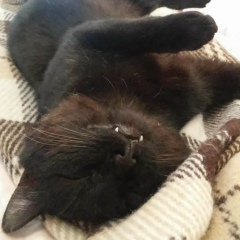 Игорь Постой, 09.11.1927, Киев