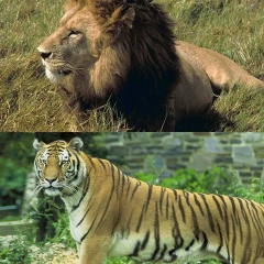 Аливер Алимухамед, 09.04.1988